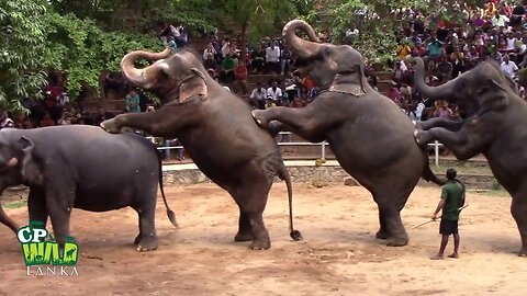 A visit to the elephants in Bandipur. Funny elephant.