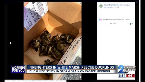 Firefighters in White Marsh rescue ducklings