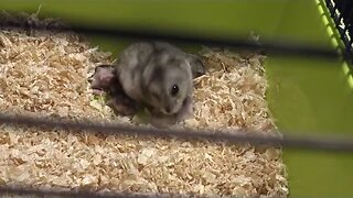 Hamster Mother and Babies