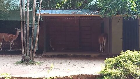 Guanaco it's a South American camelid. 🥰😉