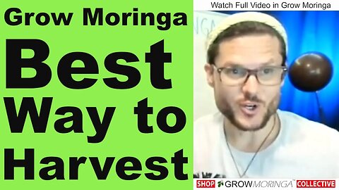 Pruning a Large Moringa Tree | Best Way to Harvest for Maximum Production | Teas, Powder & Flowers