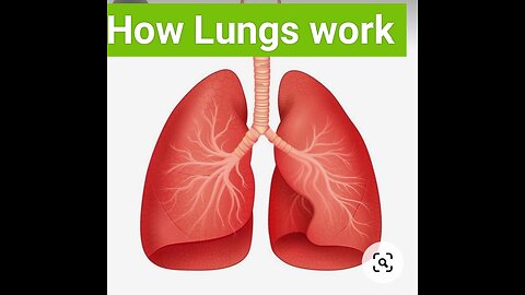 How Lungs work human physiology