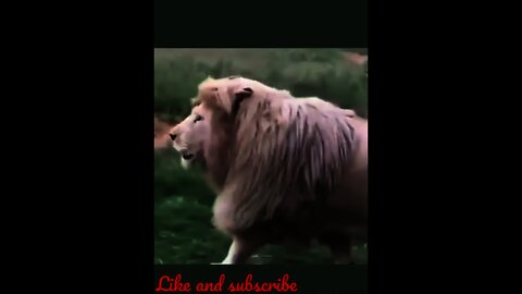 Alpha King Lion Roll In Search Of His Family #shorts