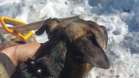 winter survival with a dog in Kaslo