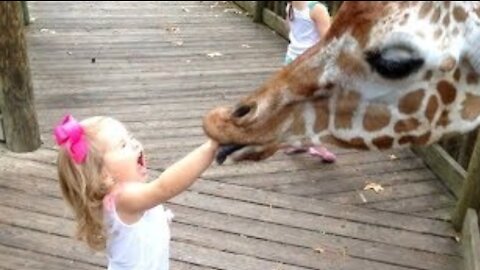 FORGET CATS! Funny KIDS vs ZOO ANIMALS are WAY FUNNIER! - TRY NOT TO