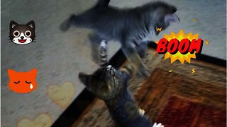 Thunderdome Grudge Match 1 😾😿😹 Funny Cats Widescreen