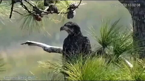 Bald Eagle at The Marsh 🦅 10/25/22 13:01