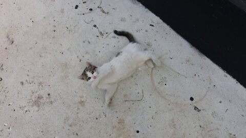 white kitten lying down and playing(59day old cat - part4)