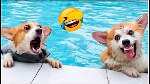 Funny Animal Videos 2022 Dogs Videos #25 - Funniest Cats AndDogs Videos #25