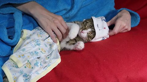 Sweet Baby Cat Stretches His Paws