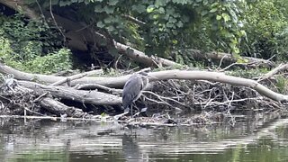 Great Blue Heron fledgling doesn't mind me