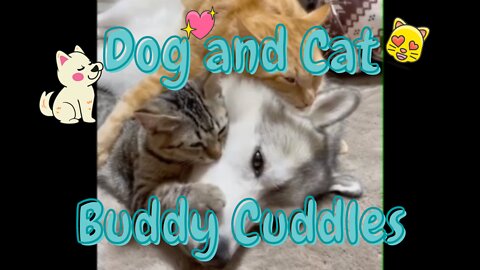 Dog & Cat Buddies - Adorable Cuddle Time Will Make You Say Awwwee