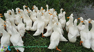 Cute Duck Swimming