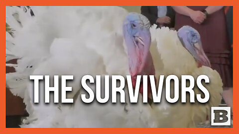 The Survivors! Meet Turkeys "Liberty" and "Bell" Who Were Spared in Eve of Presidential Pardon