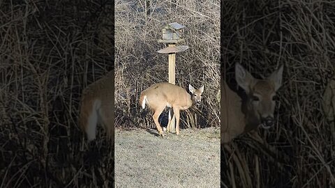 Deer Eating At My Bird Feeder!