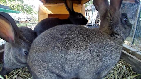 Thirsty Rabbits slurping, tongues out and all