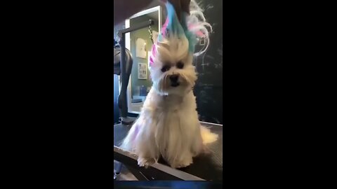 A cute dog hair colouring 😂😂😂#cutedog