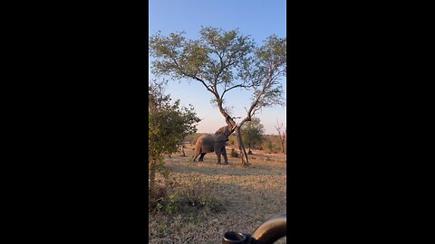 In the wild the elephant destroys tree