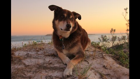 This dog's legs failed him, but his family's love did not