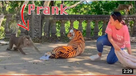 Fake Tiger Prank Monkey so Funny