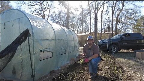 Super Fast Onion Transplanting