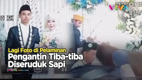 DETIK-DETIK Pengantin Diseruduk Sapi, Netizen: Kiriman Mantan