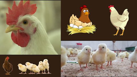 Fun and cute Rooster / Chicken compilation.