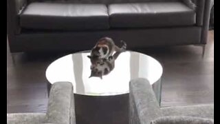 Gato fica confuso com reflexo na mesa