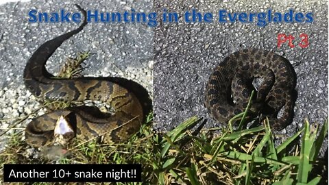 Tons of Venomous snakes in the Everglades!!!! Herping 2022!