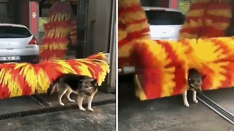 A dog enjoys a massage and an eye shower.