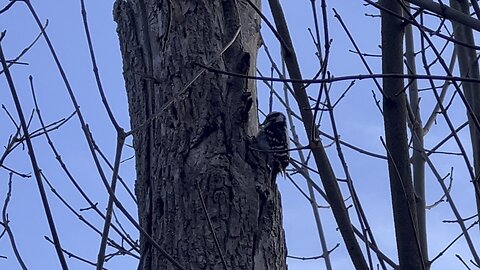 Downy Woodpeckers at James Gardens Toronto