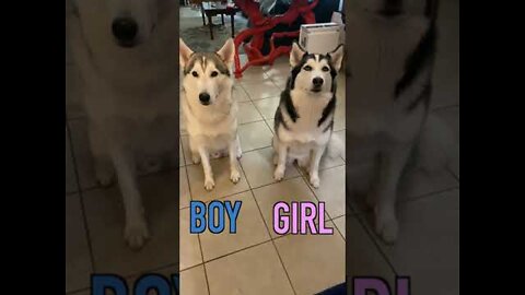 Male Husky vs. Female Husky (WHO EATS FASTER)