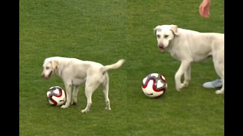 Dog interrupting football match