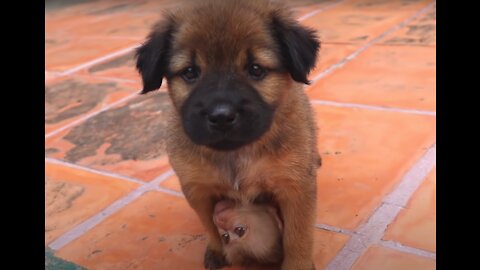 The puppy cares like mom with baby monkey!