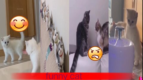 Cute cat funny video..!!