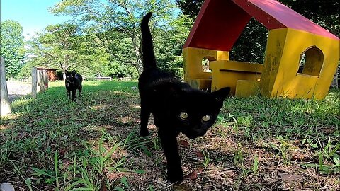 When I went to the park, the black kitten came closer and became super friendly