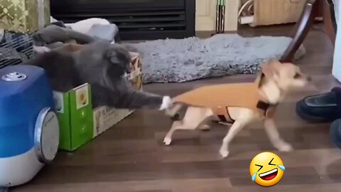 New Funny Animals 😂 Funniest Cats and Dogs Videos 😺🐶