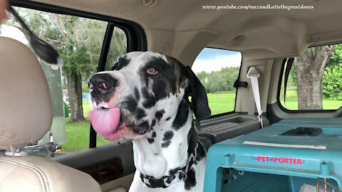 Happy Great Danes Love Wendy's Frosty Ice Cream