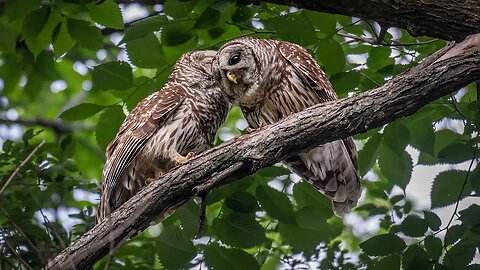 Barred Owl Date Night, Sony A1/Sony Alpha1, 4k-60