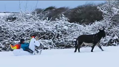 Ever seen an inflatable sled pulled by donkeys?