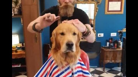 Golden retriever tosa seu pelo no barbeiro em Milão