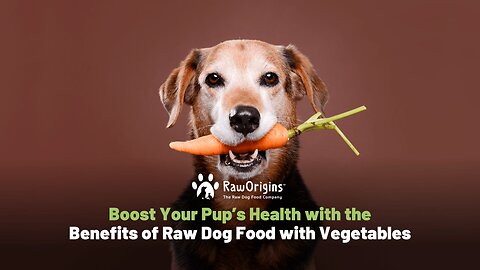 Boost Your Pup’s Health with the Benefits of Raw Dog Food with Vegetables