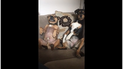 Dogs decide to sit back like humans