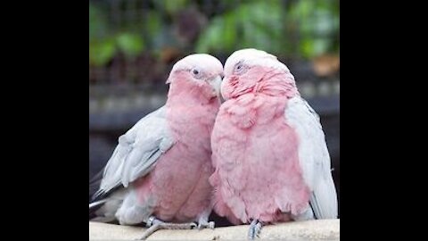 Did u Ever seen a pink parrot ??