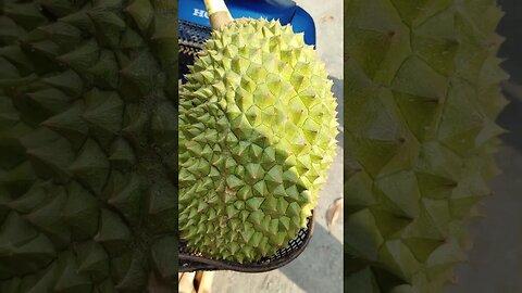 Black Thorn and Musang King Durian