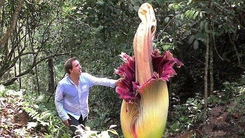 Top 10 Giant Flowers [Amazing Plants In The World]!