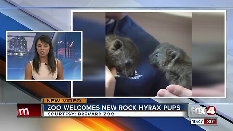 Brevard Zoo introduces Hyrax Pups