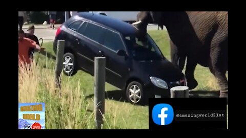 Wild Angry Animals Attacking Tourists