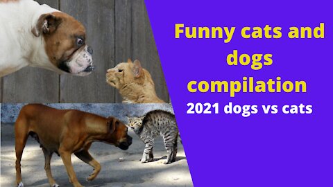 funny cats and dogs compilation 2021 dogs vs cats