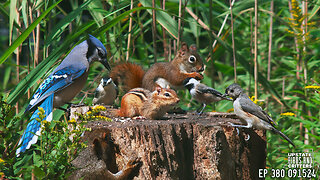 Upstate Birds And Critters: Ep 380 — 091524 Cat TV Dog TV